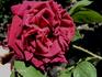 Bernard Verlot rose photo