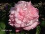 Bicolore rose photo
