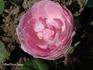 Gerbe de Roses rose photo