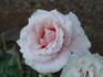 Oyster Pearl rose photo