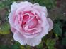 Peggy Lee rose photo