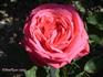Madame Thérèse Vernes rose photo