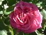 Madame Verlot rose photo