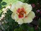 CHEwjackbelt rose photo
