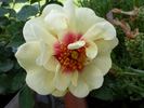 CHEwjackbelt rose photo