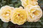 Wine Buff rose photo