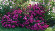 Purple Rain rose photo