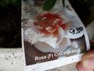 CHEwjackbelt rose photo