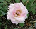 Fushimi rose photo