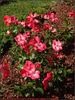Karine Sauvageot rose photo