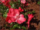 Karine Sauvageot rose photo