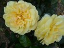 Sunstar rose photo