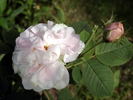 N. J. Kičunov rose photo
