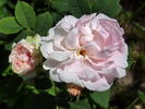 N. J. Kičunov rose photo