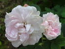 N. J. Kičunov rose photo