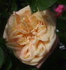 Fürst Bismarck rose photo
