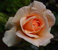 Silvina Donvito rose photo