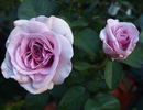 Terra Limburgia rose photo