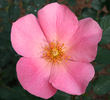 Debbies Delight rose photo