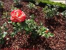 Château de Versailles rose photo