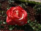 Château de Versailles rose photo