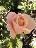 Nantucket rose photo