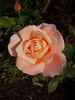 Nantucket rose photo