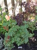 Nantucket rose photo