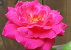 Symphonie rose photo