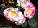 Sorbet Framboise ® rose photo