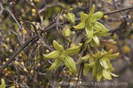 Hookeriana clematis photo