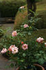 Akane rose photo