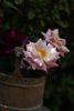 Akane rose photo