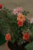 Akane rose photo