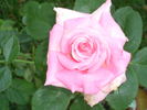 Summerwine rose photo