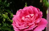 Descanso Pillar rose photo