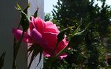 Descanso Pillar rose photo