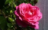 Descanso Pillar rose photo