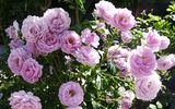 Fragrant Lavender Simplicity ® rose photo