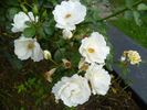 White Star rose photo