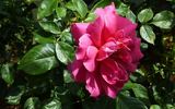 Descanso Pillar rose photo
