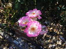 Sweet Vivien rose photo