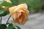 Indian summer rose photo