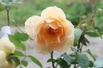 Indian summer rose photo