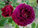 Eugénie Guinoisseau rose photo