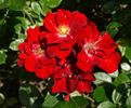 Keep In Touch rose photo