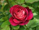 Bicentenaire de Guillot ® rose photo