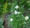 Niagara Falls rose photo
