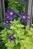 Haku Ookan clematis photo
