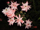 Utro Moskvy rose photo